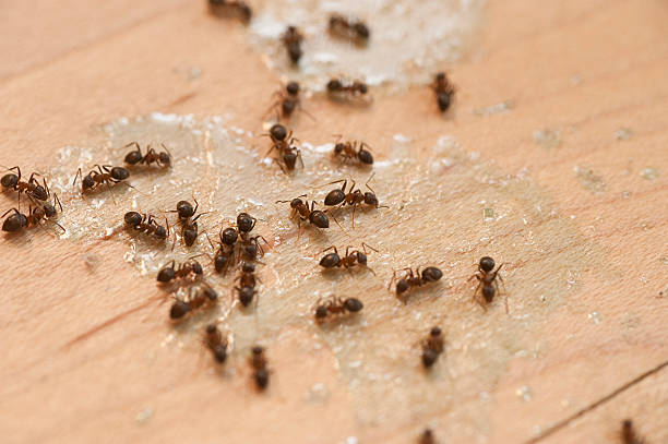 Best Ant Control Services  in Irwin, PA