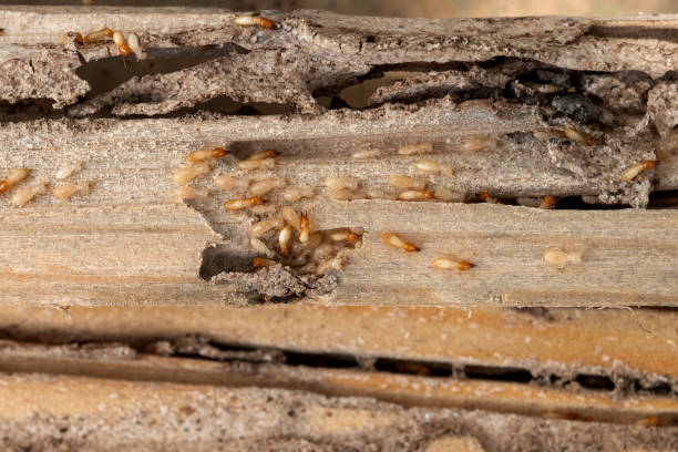 Best Pest Prevention Services  in Irwin, PA